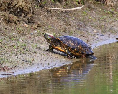 Roodwangschildpad - Red-eared Slider