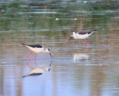 Steltkluten - Black-winged Stilts