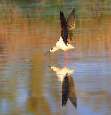 Steltkluut - Black-winged Stilt