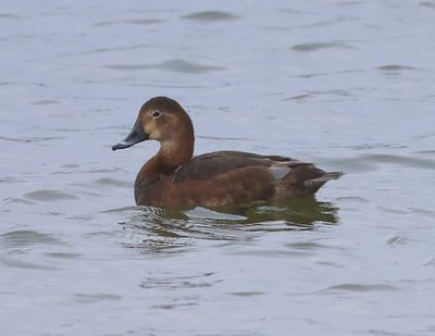 Tafeleend - Common Pochard
