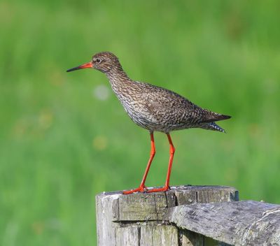 Tureluur - Common Redshank