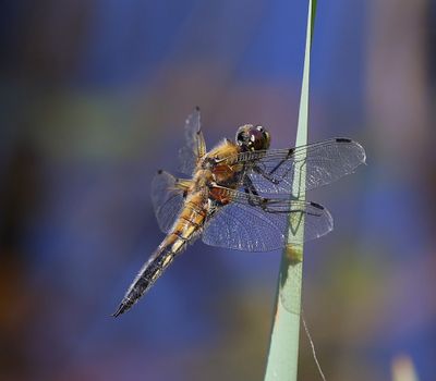 Viervlek - Four-spotted Chaser