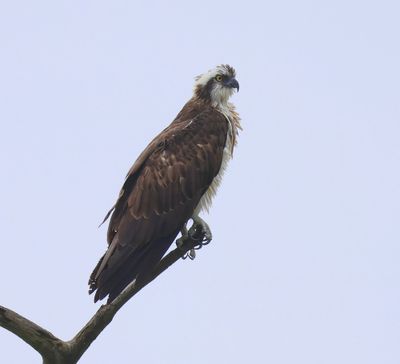 Visarend - Osprey