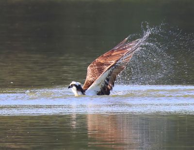 Visarend - Osprey