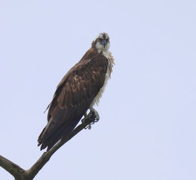 Visarend - Osprey
