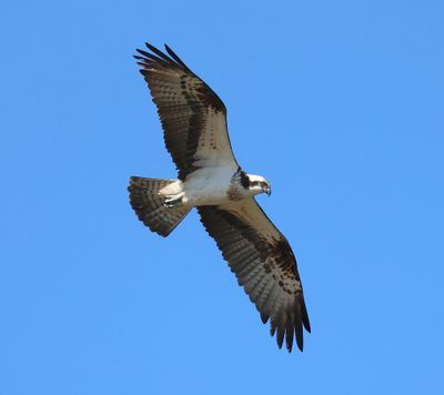 Visarend - Osprey