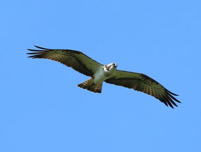 Visarend - Osprey