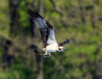 Visarend - Osprey