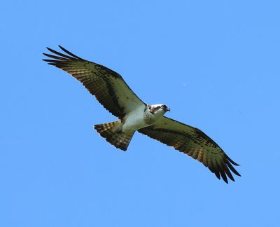 Visarend - Osprey