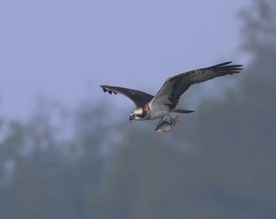 Visarend - Osprey