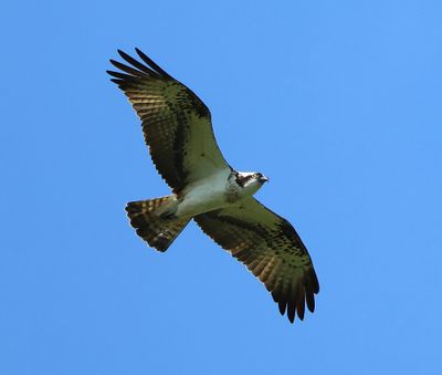 Visarend - Osprey