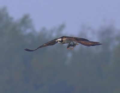 Visarend - Osprey
