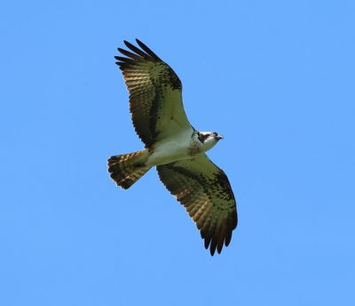 Visarend - Osprey