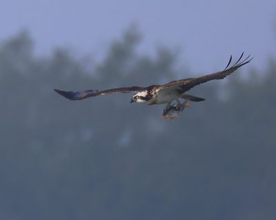 Visarend - Osprey