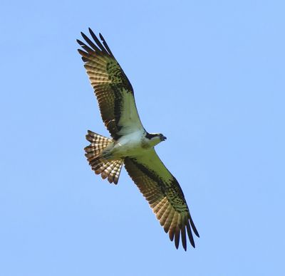 Visarend - Osprey
