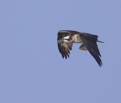 Visarend - Osprey