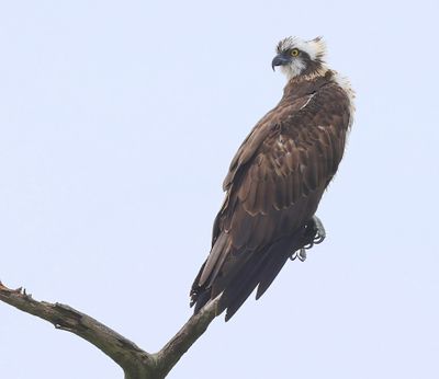 Visarend - Osprey