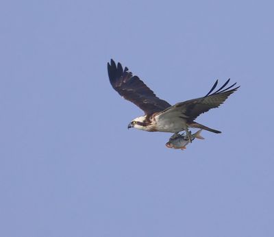 Visarend - Osprey