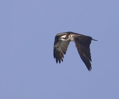 Visarend - Osprey