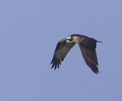 Visarend - Osprey