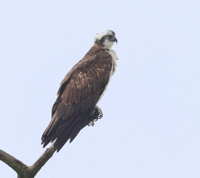 Visarend - Osprey