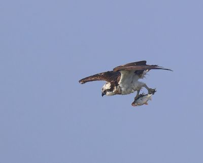 Visarend - Osprey