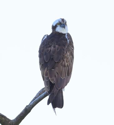 Visarend - Osprey