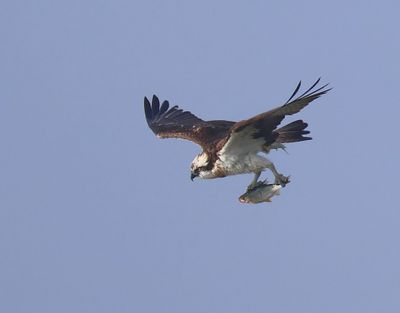 Visarend - Osprey