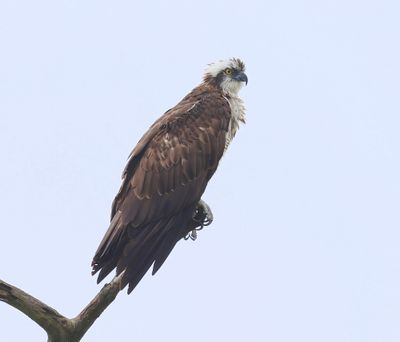 Visarend - Osprey