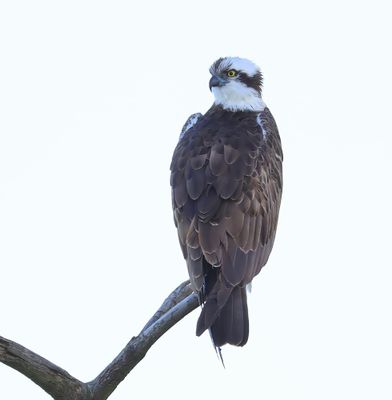 Visarend - Osprey