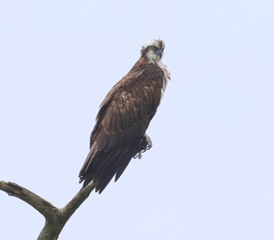 Visarend - Osprey