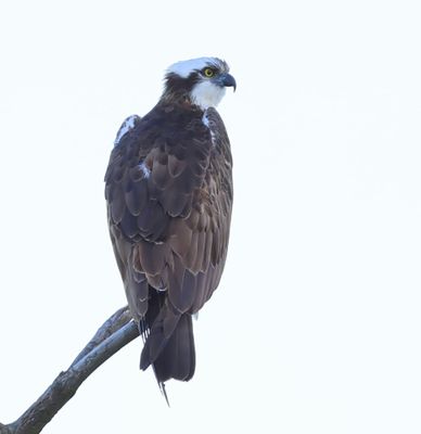 Visarend - Osprey