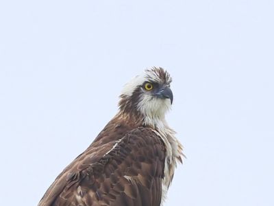 Visarend - Osprey