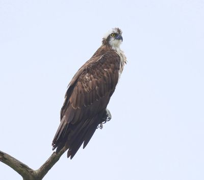 Visarend - Osprey