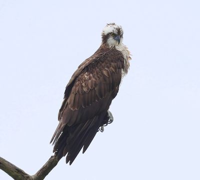 Visarend - Osprey