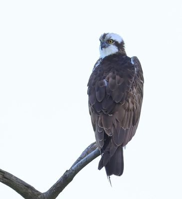 Visarend - Osprey