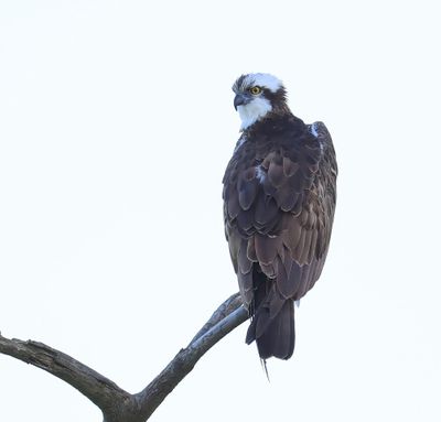 Visarend - Osprey
