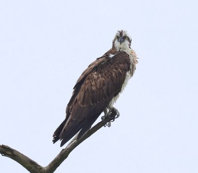 Visarend - Osprey