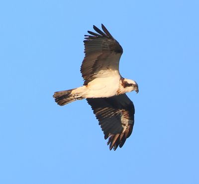 Visarend - Osprey