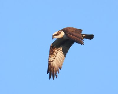 Visarend - Osprey
