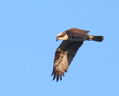 Visarend - Osprey