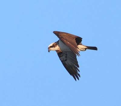 Visarend - Osprey