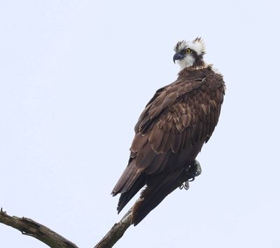 Visarend - Osprey
