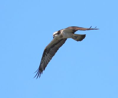 Visarend - Osprey