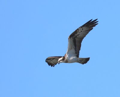 Visarend - Osprey