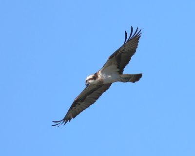 Visarend - Osprey