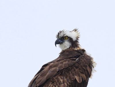 Visarend - Osprey