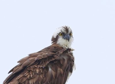 Visarend - Osprey