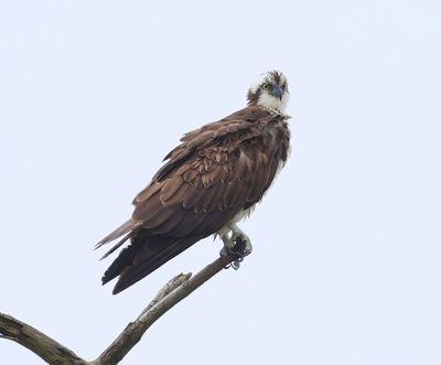 Visarend - Osprey