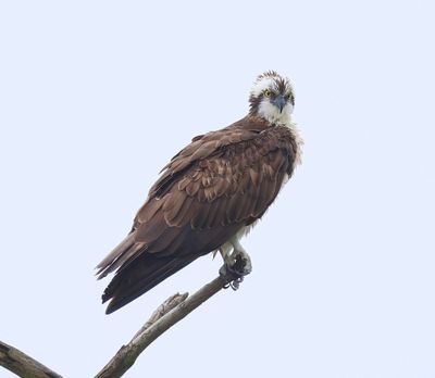 Visarend - Osprey